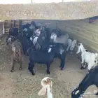 ماعز مشروكات للبيع