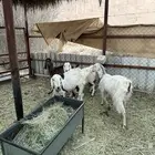 معزا مشاريك حيل