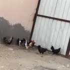 دجاج بلدي شرط بيض