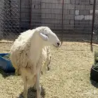 طلي فحل فاخر
