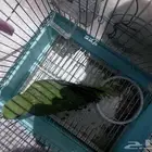 ببغاء بادجي