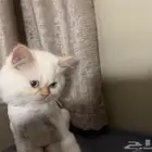قط هيمالايا للبيع 4 شهور