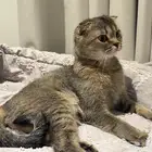 قطوه سكوتش فولد شورت هير للبيع