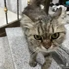 بسه ضايعه اقرأ الإعلان كامل