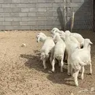 طليان للبيع