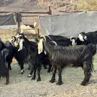معزا عوارض وجفار