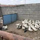 بط بكيني بياض