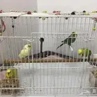 للمنازل الراقية 4 طيور ماشاءالله