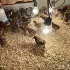 صوص فيومي شرط صحه