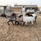 حيل نعيم طيبه شحم عدد 6 سومها 980