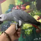 تم البيع فرخ كاسكو
