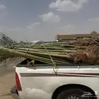 يوجد لدينا 12نخله للبيع متواجد في جيزان وضواحيها