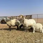 غنم نعيم موليد