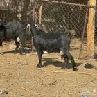 معزا حليب. ودفيع