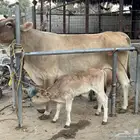 بقره سويسريه خصم تحتها عجل