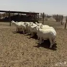 رخال مراح واحد العدد 20 عمارها 5 شهور