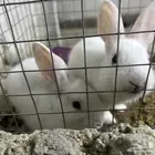 للبيع أرنبين بيض وقفص
