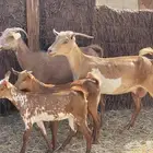 معزا محايليات ولد متاومات منوة القاني تبارك الرحمن تم البيع