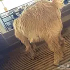 ثلاث جفار وتيس