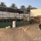 شبك للبيع