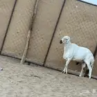 فحل  تبارك الله