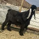 تيس عارضي صنف الصنف فحل