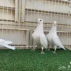 جوز قنادي غرانيق