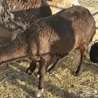 سواكن عددهن 5 جذعان