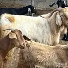 فحل ماعز مصري