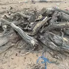 سمر إفريقي ( م. ) شرط نضيف