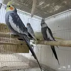 طيور للييه
