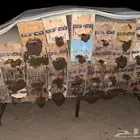 نحل بلدي للبيع الموقع القنفذه