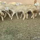 رخال فواخر.