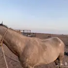 حصان شعبي