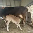 بقره سويسريه