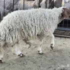 طلي نعيم ثني صنف