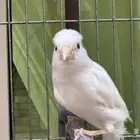 ذكر كناري سوري ابيض مغرد