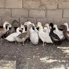 للبيع بط