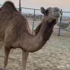 بكرة نوع فاخر للمقنوي شعر و حجم