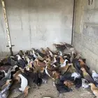 فروخ بلدي