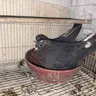 حمام قطيفي قلاب