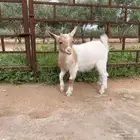ماعز قزمي عمر شهرين للبيع على السوم