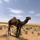 شبك للتنازل في سوق البل بالمجمعه