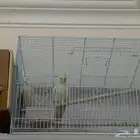 للبيع جوز كروان لاتينو