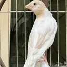 انثى كناري كريمي لون جميل .تم البيع