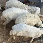 ذبايح وتجهيز جلسات