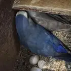 طيور روز