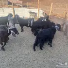 غنم مضاريع عدد 11