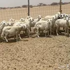 ضان