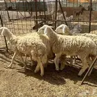 رخال مقنى دفيع